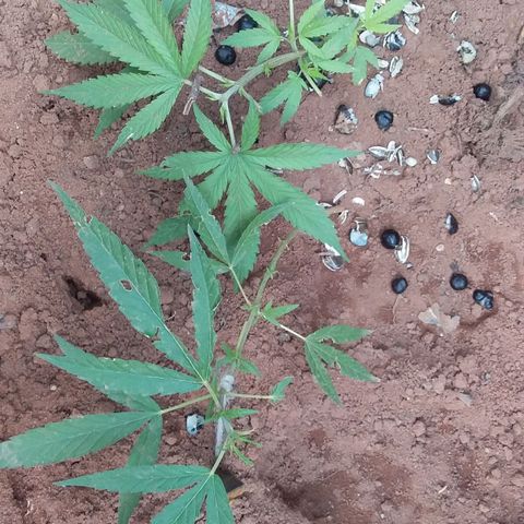 Genética desconocida growlog photo: Poda de bajos y hojas carcomidas