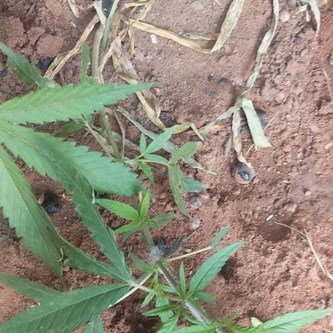 Genética desconocida growlog photo: 8 dias después de la poda apical