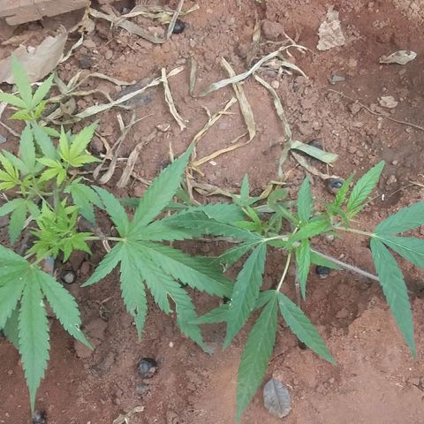 Genética desconocida growlog photo: 8 dias después de la poda apical