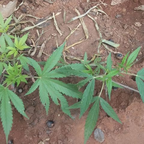 Genética desconocida growlog photo: 8 dias después de la poda apical