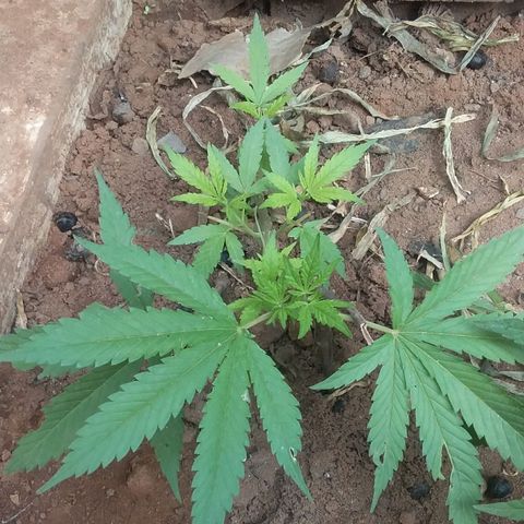 Genética desconocida growlog photo: 8 dias después de la poda apical