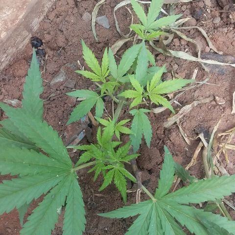 Genética desconocida growlog photo: 8 dias después de la poda apical