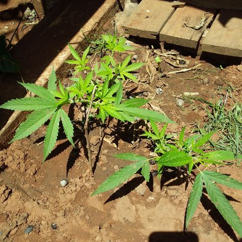 Genética desconocida growlog timeline photo