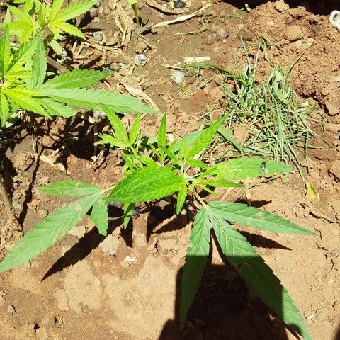 Genética desconocida growlog timeline photo