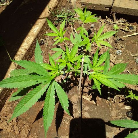 Genética desconocida growlog timeline photo