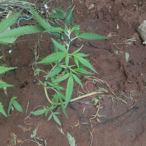 Genética desconocida growlog photo: Poda y entrenamiento