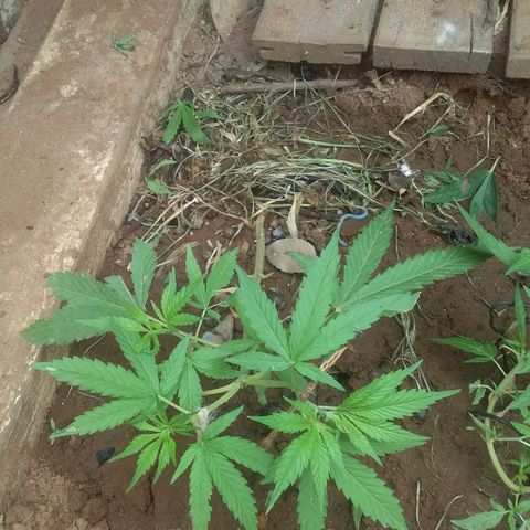 Genética desconocida growlog photo: Poda y entrenamiento