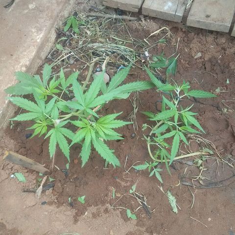 Genética desconocida growlog photo: Poda y entrenamiento