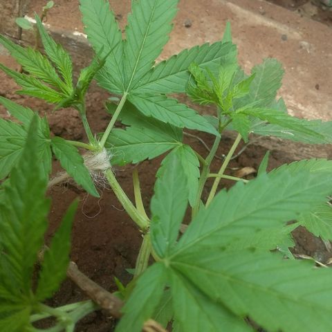 Genética desconocida growlog photo: Creo que esas ya seran las preflores