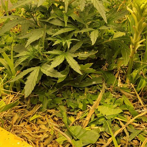 Banana Purple Punch Auto growlog photo: 200ml de EM1 ativado na rega 