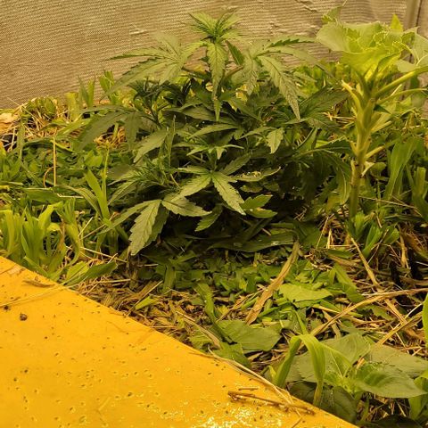 Banana Purple Punch Auto growlog photo: 200ml de EM1 ativado na rega 