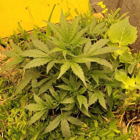 Banana Purple Punch Auto growlog photo: 29cm
