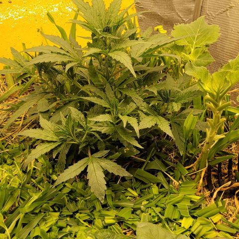 Banana Purple Punch Auto growlog photo: 29cm