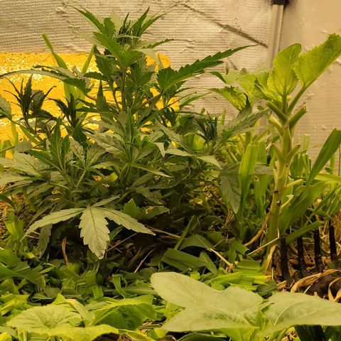 Banana Purple Punch Auto growlog photo: 29cm