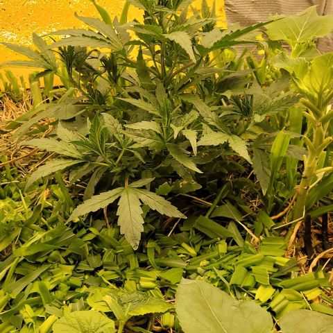 Banana Purple Punch Auto growlog photo: 29cm