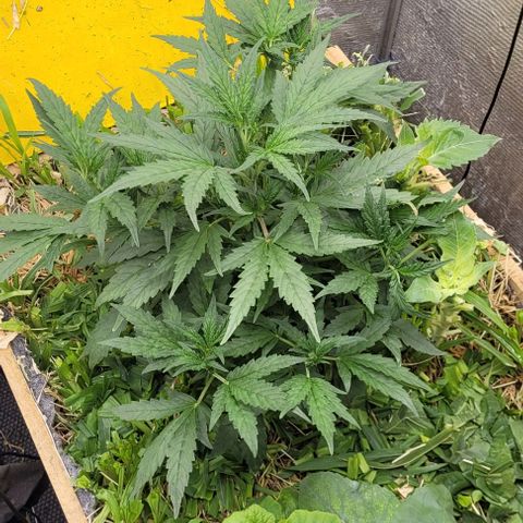 Banana Purple Punch Auto growlog timeline photo