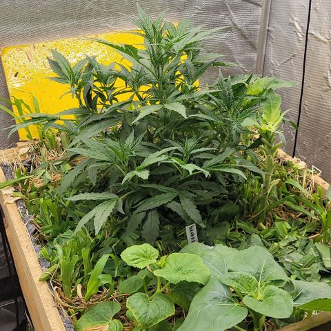 Banana Purple Punch Auto growlog timeline photo