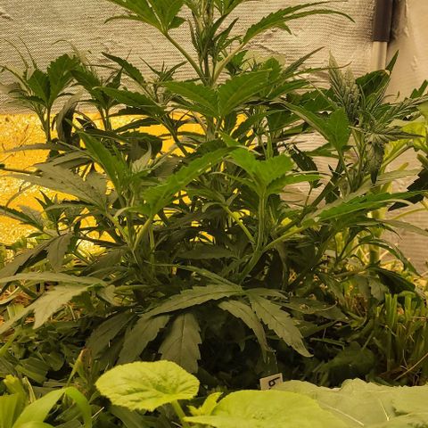 Banana Purple Punch Auto growlog timeline photo