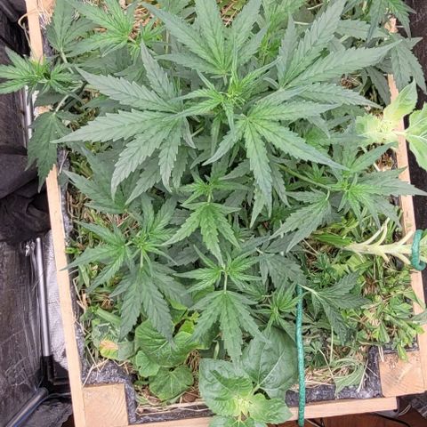 Banana Purple Punch Auto growlog photo: Lst nos galhos mais baixos 

Clone do primeiro par debaixo