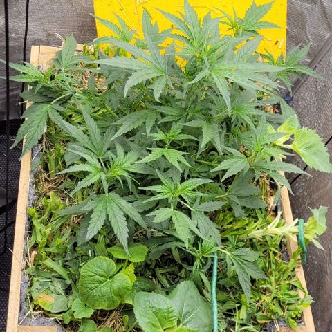 Banana Purple Punch Auto growlog photo: Lst nos galhos mais baixos 

Clone do primeiro par debaixo