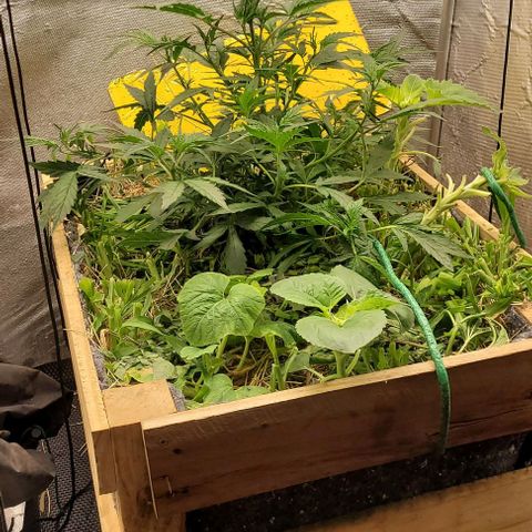 Banana Purple Punch Auto growlog photo: Lst nos galhos mais baixos 

Clone do primeiro par debaixo