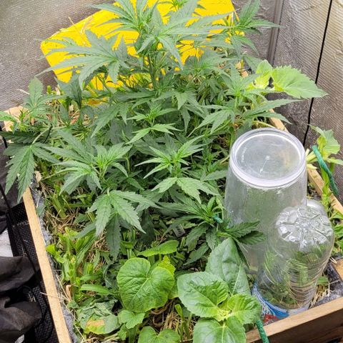 Banana Purple Punch Auto growlog photo: Lst nos galhos mais baixos 

Clone do primeiro par debaixo