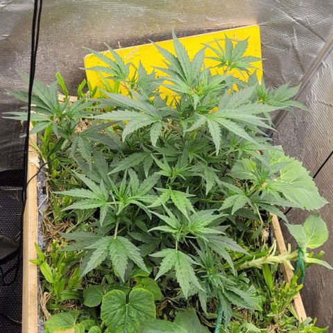 Banana Purple Punch Auto growlog photo: 42cm