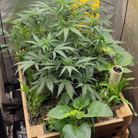 Banana Purple Punch Auto growlog photo: 56cm

Desfolhada leve embaixo, rega com super chorume 