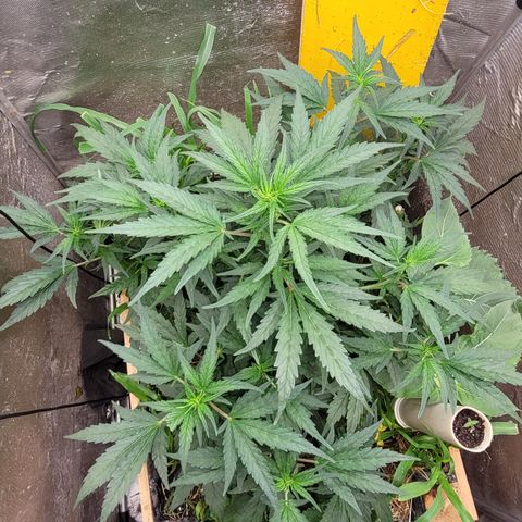 Banana Purple Punch Auto growlog photo: 56cm

Desfolhada leve embaixo, rega com super chorume 