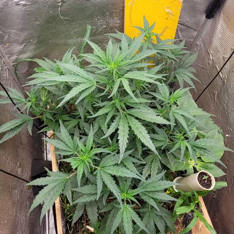 Banana Purple Punch Auto growlog photo: 56cm

Desfolhada leve embaixo, rega com super chorume 