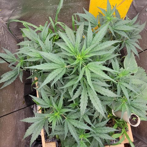 Banana Purple Punch Auto growlog photo: 56cm

Desfolhada leve embaixo, rega com super chorume 