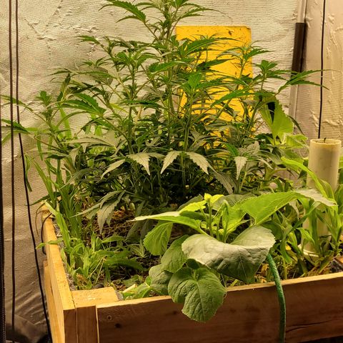 Banana Purple Punch Auto growlog photo: 56cm

Desfolhada leve embaixo, rega com super chorume 