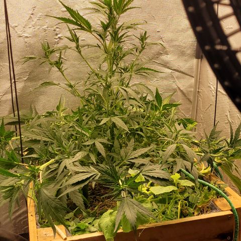 Banana Purple Punch Auto growlog photo: LST