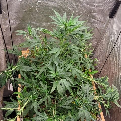Banana Purple Punch Auto growlog photo: LST