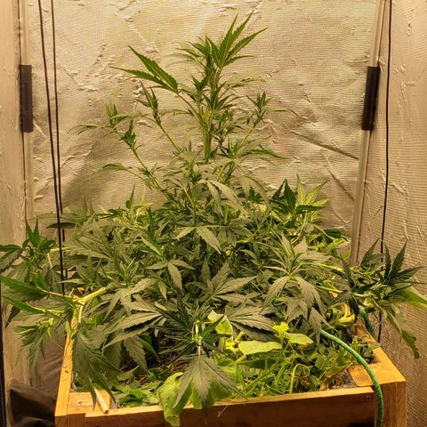 Banana Purple Punch Auto growlog photo: LST