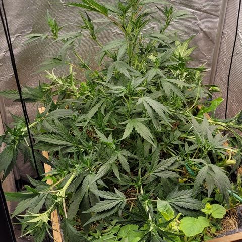 Banana Purple Punch Auto growlog photo: LST