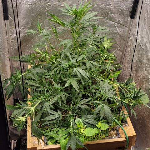 Banana Purple Punch Auto growlog photo: LST