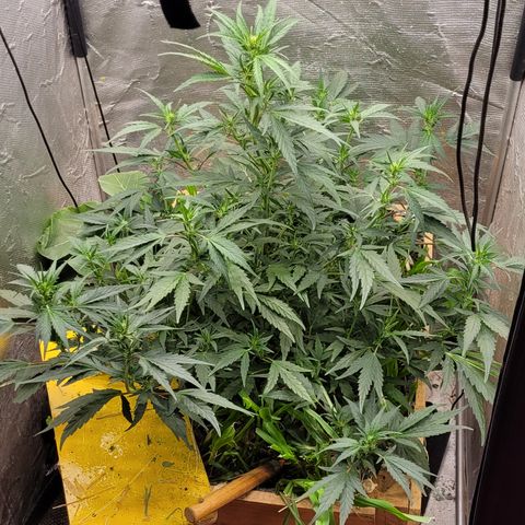 Banana Purple Punch Auto growlog timeline photo