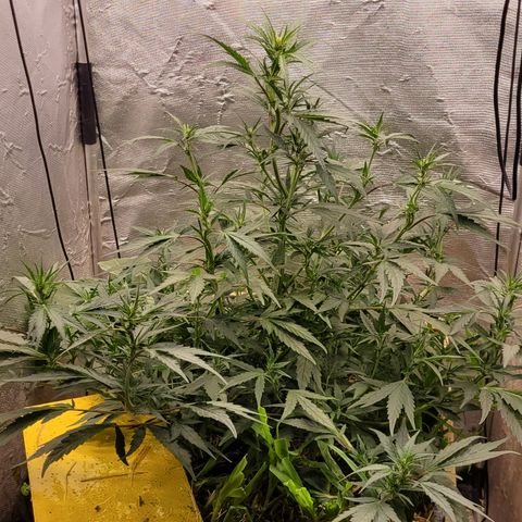 Banana Purple Punch Auto growlog timeline photo