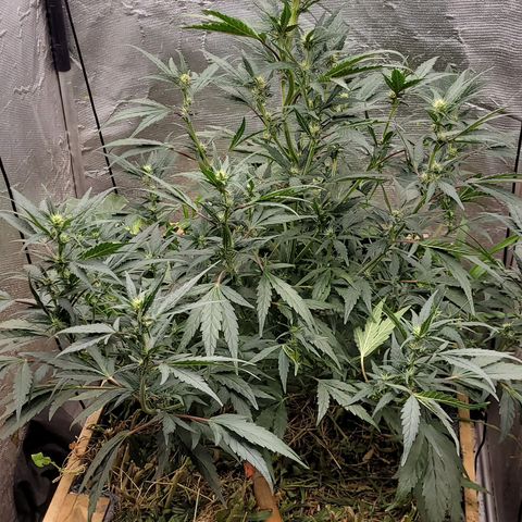 Banana Purple Punch Auto growlog photo: Em5 e fpe com melaço