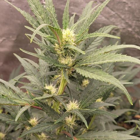 Banana Purple Punch Auto growlog photo: Em5 e fpe com melaço