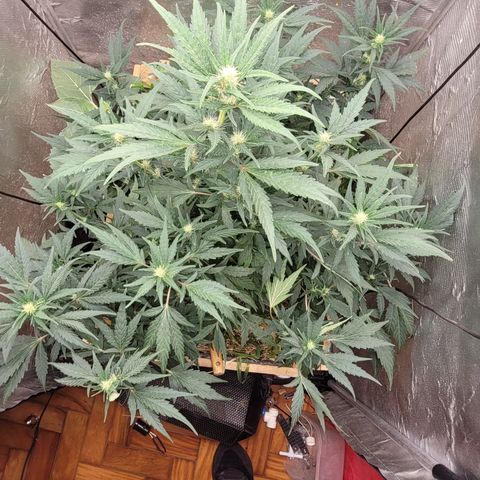 Banana Purple Punch Auto growlog photo: Em5 e fpe com melaço