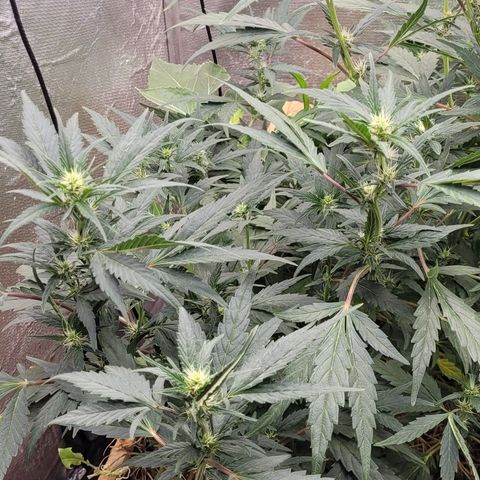 Banana Purple Punch Auto growlog photo: Em5 e fpe com melaço