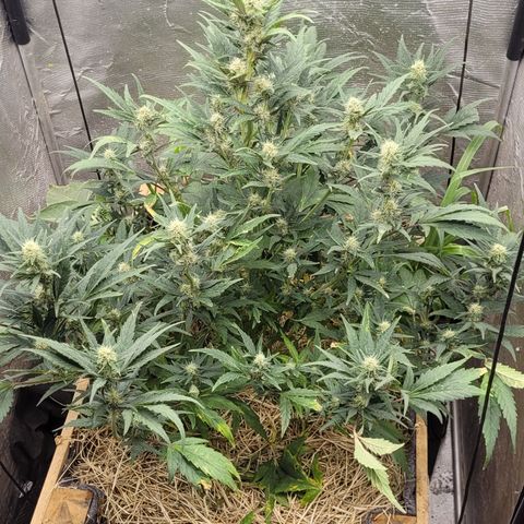 Banana Purple Punch Auto growlog photo: Trio zion