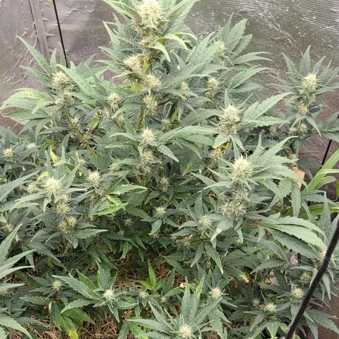 Banana Purple Punch Auto growlog timeline photo