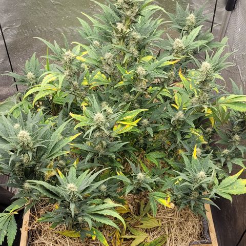 Banana Purple Punch Auto growlog timeline photo