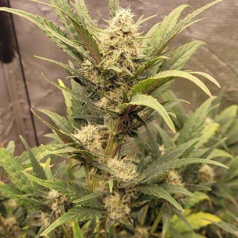 Banana Purple Punch Auto growlog timeline photo
