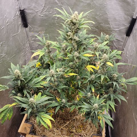 Banana Purple Punch Auto growlog timeline photo