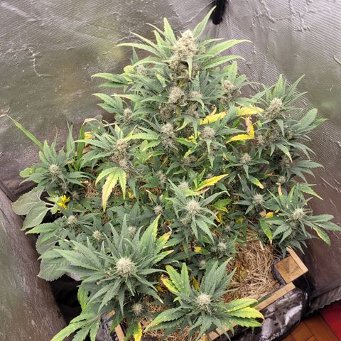 Banana Purple Punch Auto growlog timeline photo