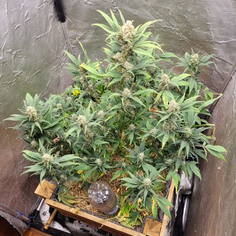 Banana Purple Punch Auto growlog timeline photo